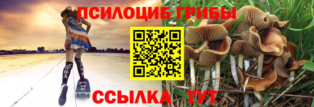 Галлюциногенные грибы Psilocybe Щёлково